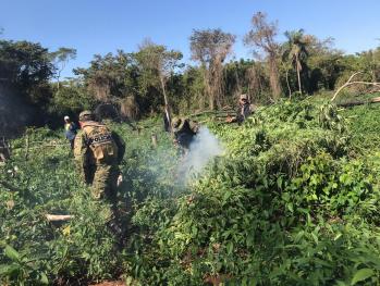 San Pedro: Antinarcóticos allanó un inmueble rural e incineró plantación de marihuana